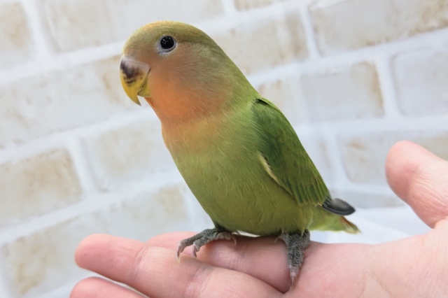 最新画像あり！　ノーマルカラーじゃないよぉ～🌸　コザクラインコ(オパーリン)