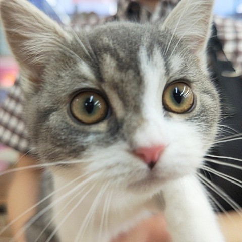 スコティッシュフォールド(ブルータビー&ホワイト)男の子♪可愛すぎてキュン❤