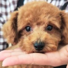 トイプードル(アプリコット)男の子♪ビビりなんですぅ～