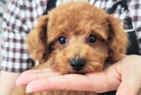 トイプードル(アプリコット)男の子♪ビビりなんですぅ～