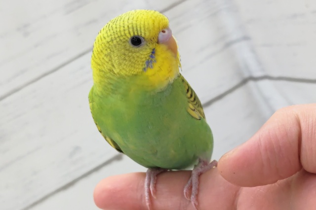 最新画像あり！　うろこ模様みたい～🍀　セキセイインコ(スパングル)