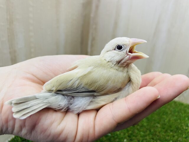 最新画像になりますよ‼️淡いカラーのしなもんブンブン文鳥さん登場⭐️ シナモン文鳥