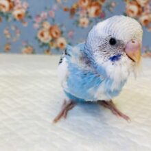 ピヨピヨ赤ちゃん🐣💙手乗りセキセイインコ(パイド)