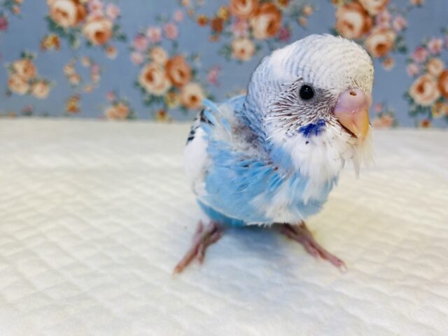 ピヨピヨ赤ちゃん🐣💙手乗りセキセイインコ(パイド)