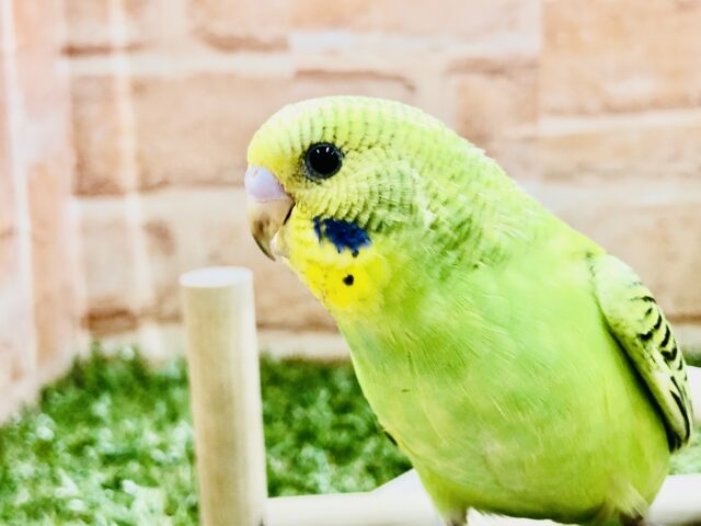 定番！　オパーリン　セキセイインコ　Ｒ５　２／１６撮影