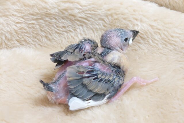 春はまだかなーー　日光浴＆水浴び＆お花見待ち遠しい　桜文鳥～～