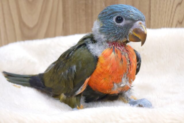 動きが鳥の域、こえてます～～♪　ゴシキセイガイインコ　オリーブ