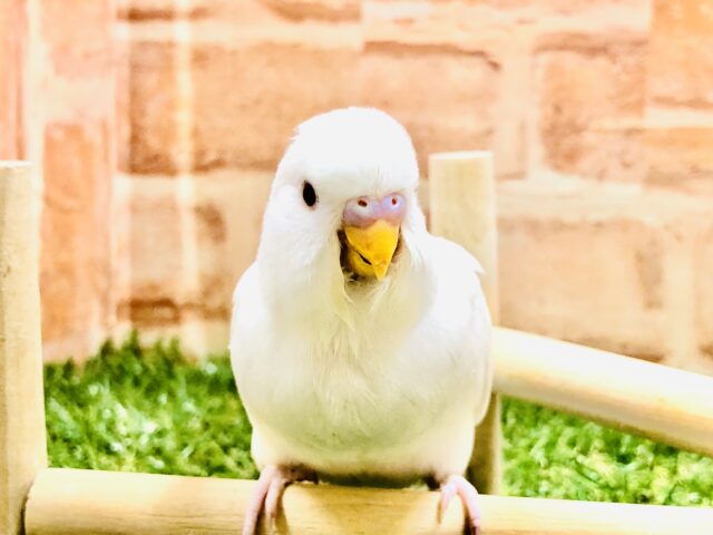 真っ白ちゃん　セキセイインコ　Ｒ５　２／１６撮影
