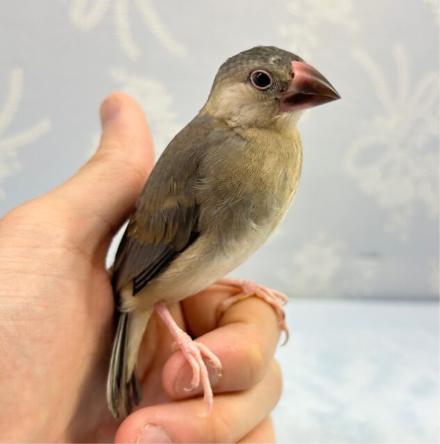 かわいい🌸桜文鳥 2023年1月 生まれ