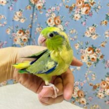 アロハ🤙マメちゃん🤙💚マメルリハ(グリーンパイド)