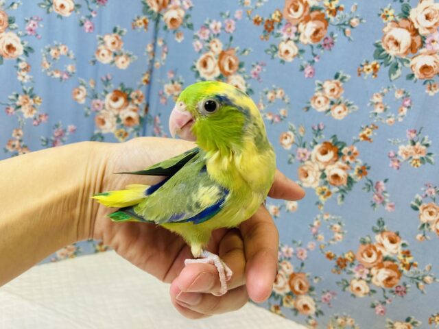 アロハ🤙マメちゃん🤙💚マメルリハ(グリーンパイド)