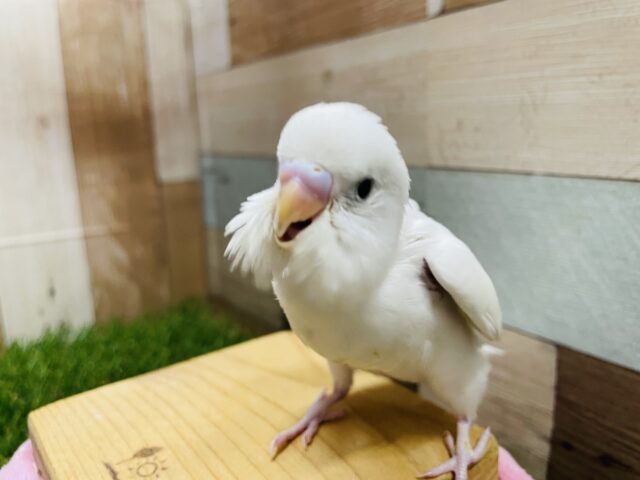 最新画像有り☆真っ白な身体に黒目！上品なカラーのセキセイインコダブルファクター♪