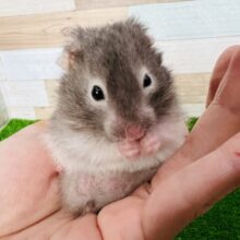 モサ可愛♡セーブルハムスター入舎ですよ！