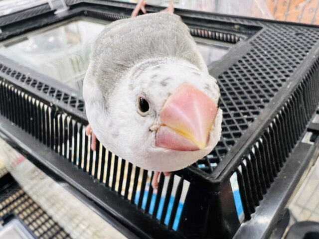 ごま塩カラー⁉︎特徴的な色！白文鳥のヒナ入舎です☆