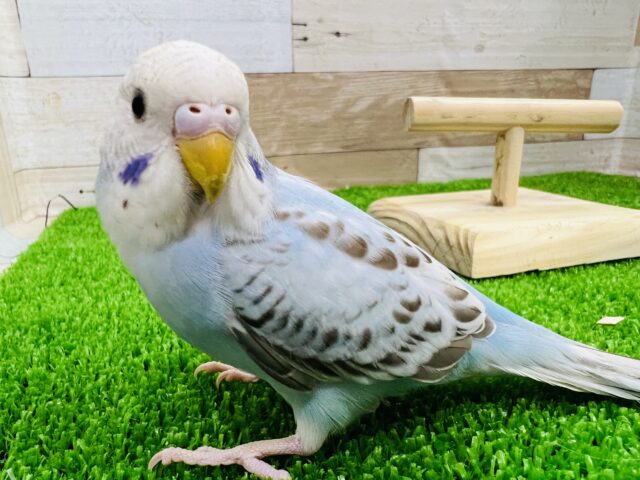 愛称はチョコミント♪シナモンオパーリンのセキセイインコ☆
