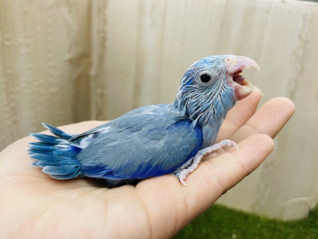 最新画像になりますよ‼️みずいろのマメたん！！✨　マメルリハ　ブルーパイド　男の子