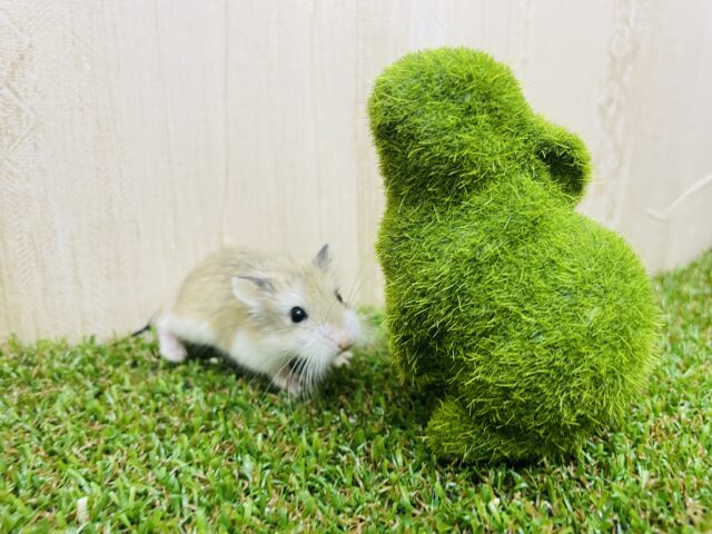 狭いところが好きなの〜！ロボロフスキー　ノーマル　男の子