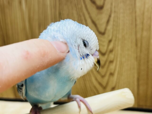 もうすぐひとり餌！セキセイインコ(オパーリン)