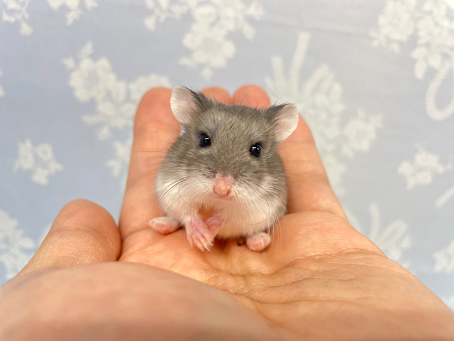 💙ブルーハム💙ロボロフスキーハムスター（ブルー）男の子2022年12月生まれ