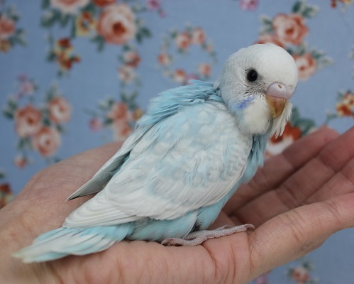 最高に綺麗なお空色💙🤍手乗りセキセイインコ(スパングル)