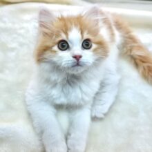 あまえんぼスコティッシュくん♡2022年12月13日生まれ　男の子