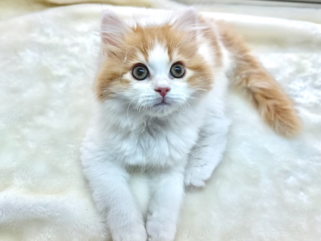 あまえんぼスコティッシュくん♡2022年12月13日生まれ　男の子