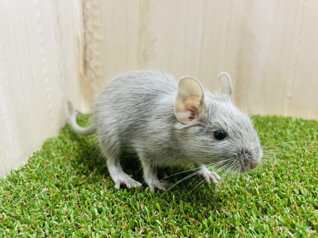 つやつやデグー‼️ おっとり顔さん？　デグー　シルバー