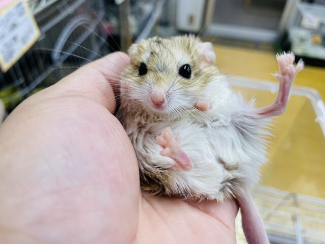 ぽてっとした尻尾が特徴のファットテールジャービルやって来ました♪