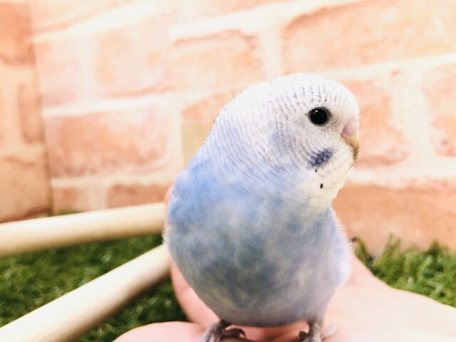 空色カラー　セキセイインコ　オパーリン　Ｒ５　２／７撮影