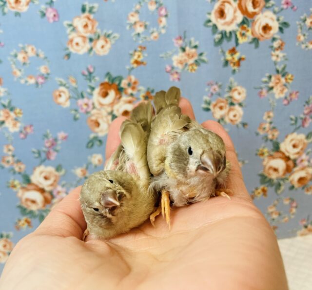 上尾店生まれの✨キンカチョウ(色変わり)ヒナちゃんです❤︎❤︎