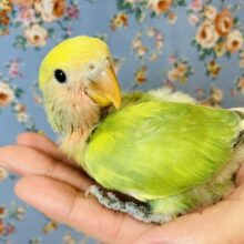 かわいい若葉色💚🌿手乗りコザクラインコ(タイガーチェリー)💚🧡