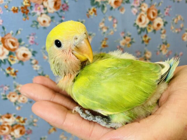 かわいい若葉色💚🌿手乗りコザクラインコ(タイガーチェリー)💚🧡