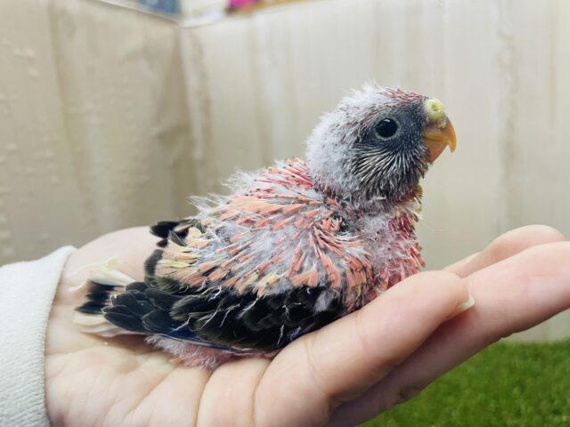 お久しぶりのピンクの鳥さん💓　ローズ秋草インコ