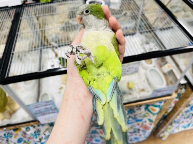 【あと1羽✨️】動画更新‪☆元気いっぱい！人が大好き！オキナインコ(グリーン)