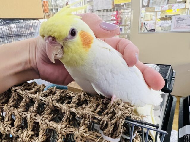 カキカキだぁいすき♡オカメインコのルチノー！