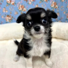 頭に♡模様がポイントのチワワくんがきてくれました✨️