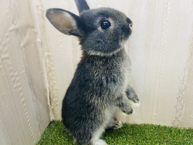 お上品さ溢れる贅沢ブラック✨　ネザーランドドワーフ　ブラックオター