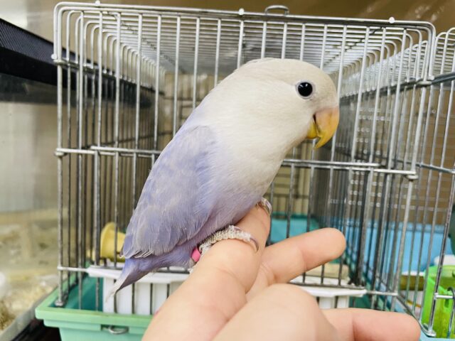 かまってちゃん💓最新画像になりますよ‼️さわやか〜魅惑のブルーカラー✨　コザクラインコ　ブルーバイオレットシナモンオパーリン