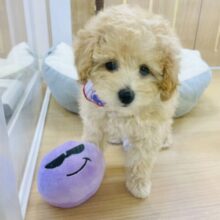 甘え鳴きが止められな〜い♡トイプードルちゃん！