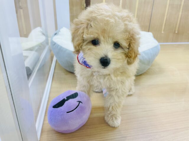 甘え鳴きが止められな〜い♡トイプードルちゃん！