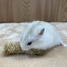 むちむちプリン🍮イエロープディングハムスター(男の子)