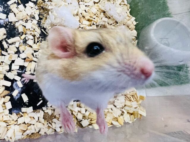 ファットテールジャービル入舎です！