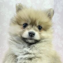 ポメさんぽいけど､､､！ ポメラニアン×チワワ（レッド）女の子♪ 2022年12月15日生まれ 入舍！