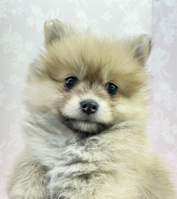 ポメさんぽいけど､､､！ ポメラニアン×チワワ（レッド）女の子♪ 2022年12月15日生まれ 入舍！