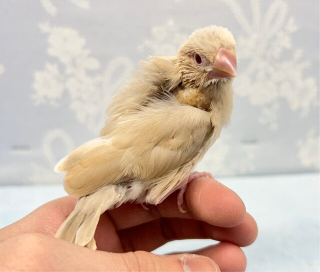 人気カラー🌟シナモン文鳥 2023年1月生まれ