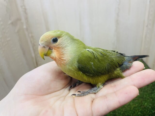 なでなで大好き💓最新画像になりますよ❗️尾羽がかっこいいんだよ‼️ コザクラインコ　オリーブ