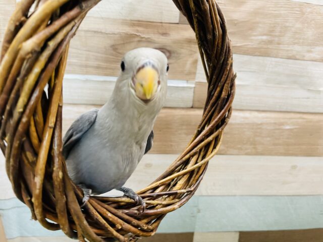 手乗りもできちゃう甘えん坊！コザクラインコのモーブ！