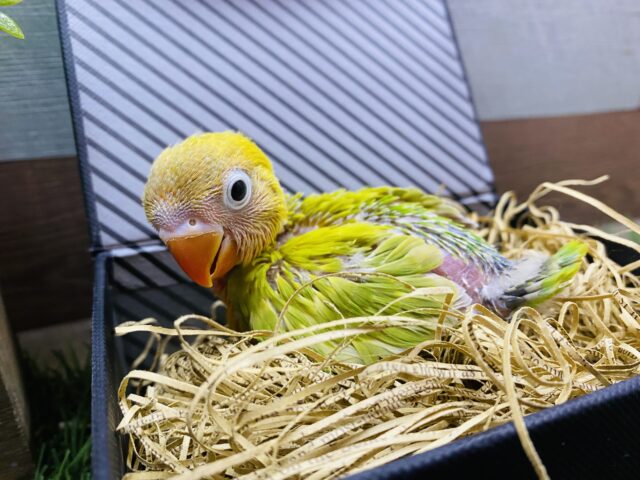鮮やかです！元気いっぱいヤマブキボタンインコ♪