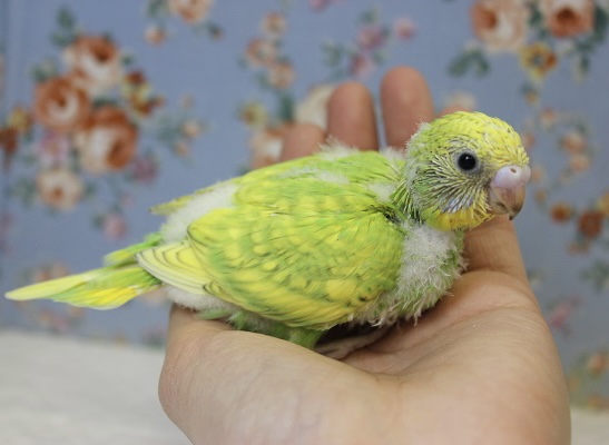 鮮緑💚明るく鮮やかなお色の手乗りセキセイインコさんです💛