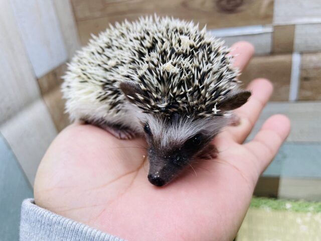 ふれあいのできちゃう女の子！ハリネズミのノーマル！